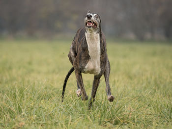 Dog running on field