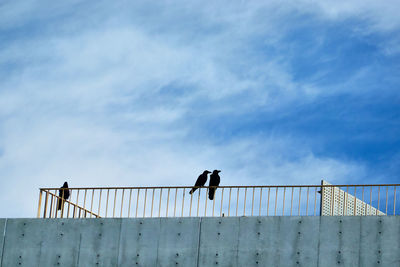 Low angle view of bird on railing against sky