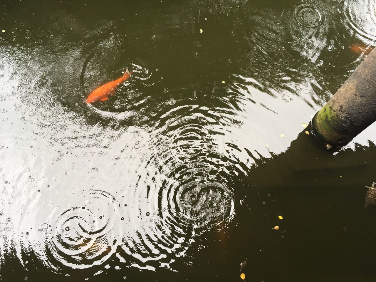 HIGH ANGLE VIEW OF FISH IN LAKE