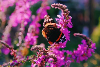 Close-up of butterfly pollinating on pink flower