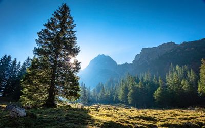 Pine trees in forest against clear blue sky