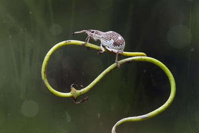 Close-up of a bird on plant