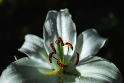 Close-up of white rose flower against black background