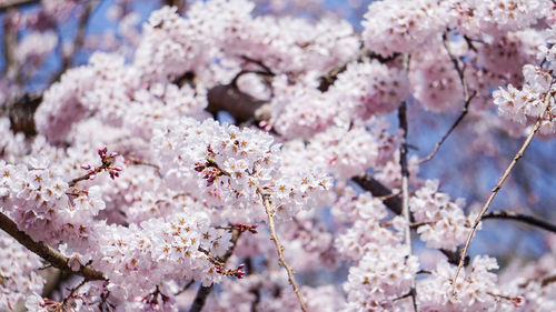 Close-up of cherry blossom