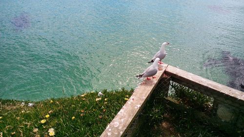 High angle view of bird perching on sea shore