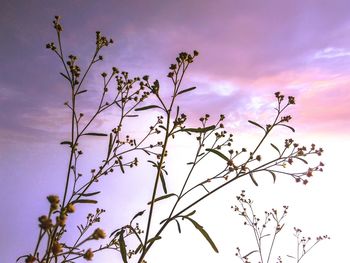 Low angle view of plants against sky