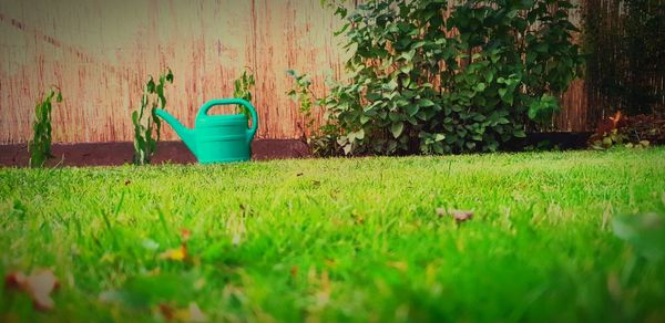 Plants growing on field by wall