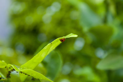 Close-up of ladybug on leaf