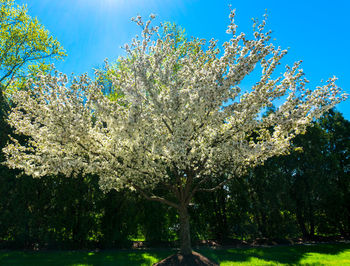 Close-up of tree against clear sky