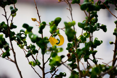 Close-up of yellow flowers on tree