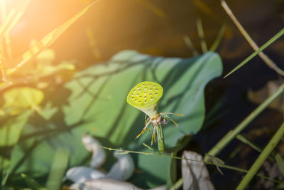 Close-up of yellow flowering plant. young lotus seed pod, with sunlight