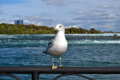 Seagull perching on sea against sky