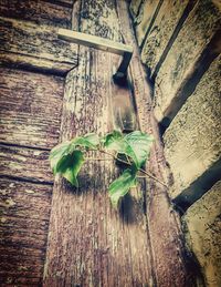 Close-up of lizard on wood