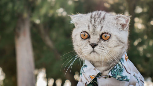 Close-up portrait of a cat