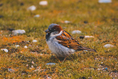 Close-up of a bird on field
