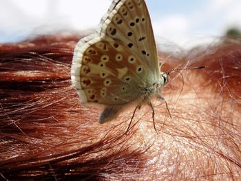 Close-up of insect