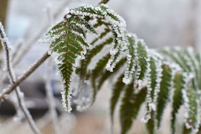 Dryopteris filix-mas in winter