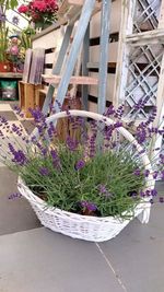 High angle view of potted plants in basket