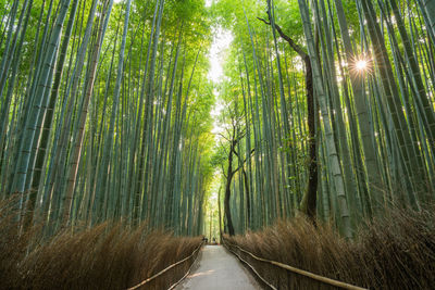 View of bamboo trees in forest