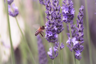 Close-up of bee pollinating on lavender