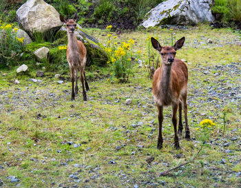 Deer standing on field