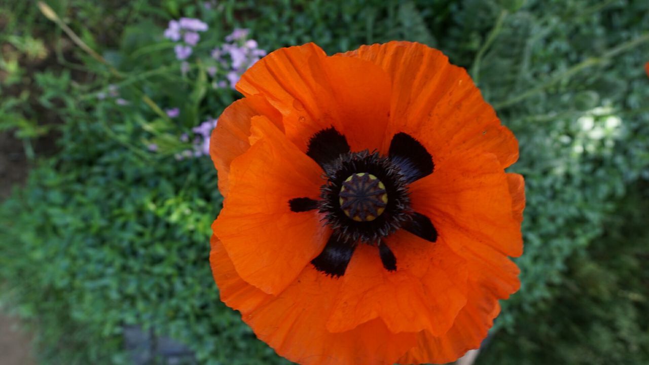 flower, petal, flower head, fragility, freshness, growth, beauty in nature, close-up, pollen, orange color, single flower, blooming, focus on foreground, nature, plant, yellow, stamen, in bloom, day, poppy