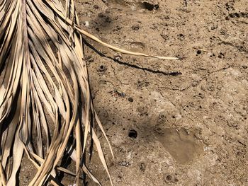 Close-up of plant growing on field