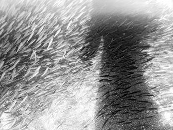 Full frame shot of rippled water