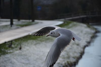 Close-up of seagull against blurred background