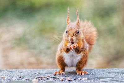 Close-up of squirrel