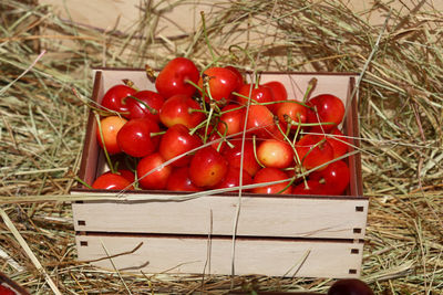 Close-up of tomatoes in crate on hay