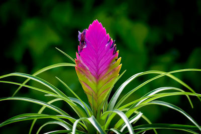 Close-up of pink flowering plant