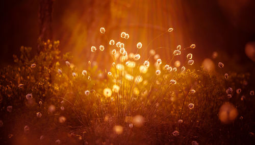 Close-up of wet plants on field during rainy season