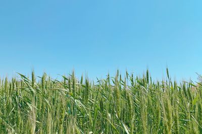 View of stalks in field against clear blue sky