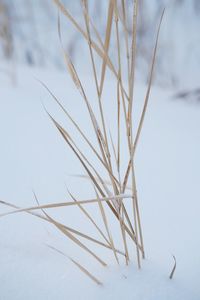 Close-up of snow on plant