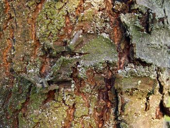 Moss growing on tree trunk