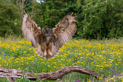 Eagle owl (Bubo