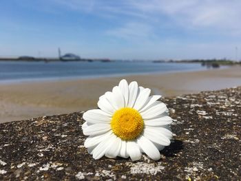 Close-up of white flower on sea shore against sky