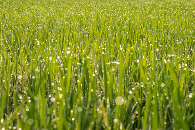 Full frame shot of wet field