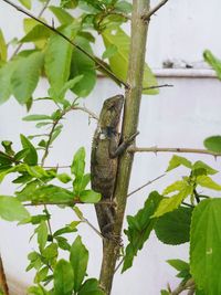 Bird perching on a tree