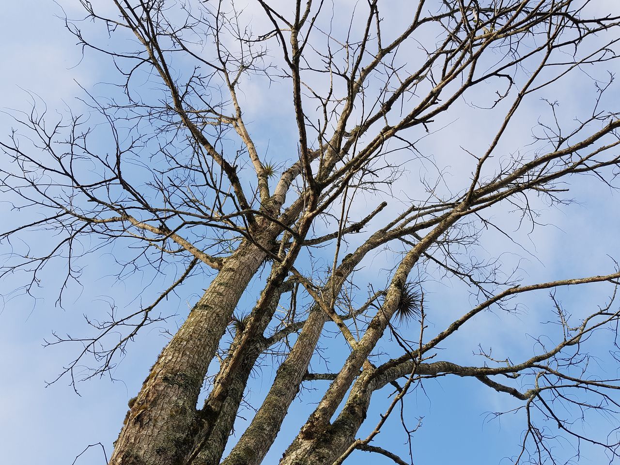 branch, low angle view, tree, bare tree, nature, no people, day, outdoors, beauty in nature, sky, growth, clear sky