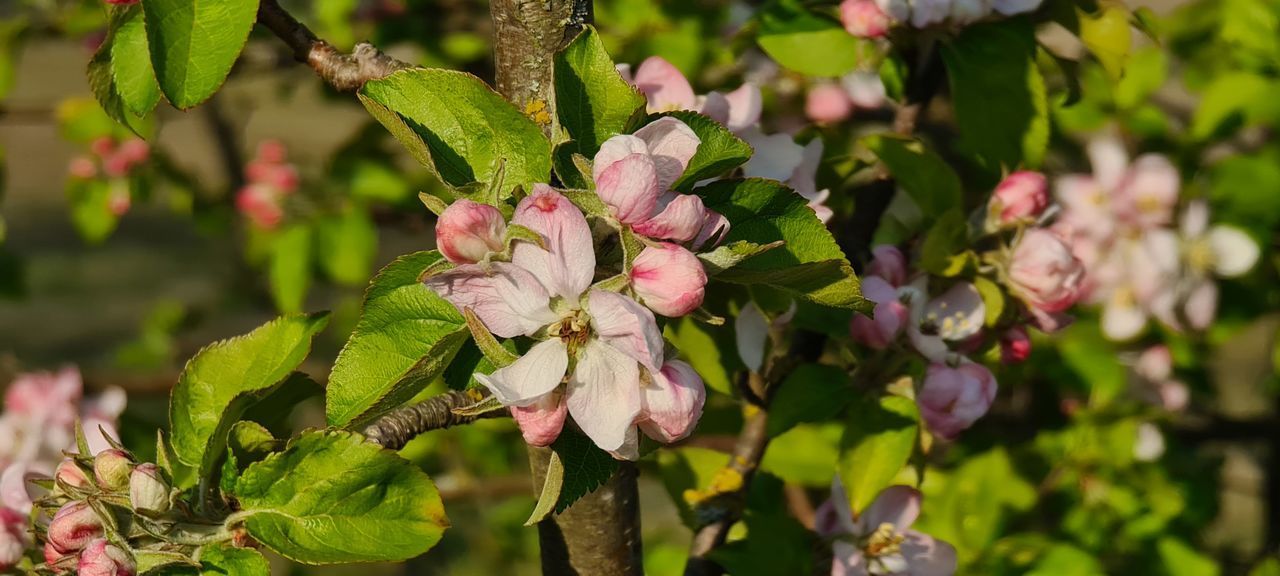 CLOSE-UP OF FRESH PINK FLOWERING PLANTS