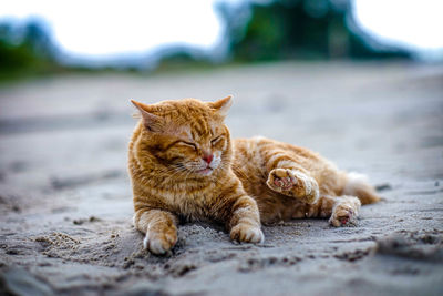 Ginger cat relaxing on sand