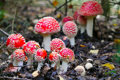 Close-up of mushrooms growing on field