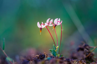 Close-up of pink flowering plant on field