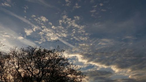 Low angle view of trees against cloudy sky