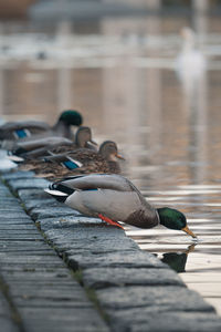 Ducks drinking water in reykjavic