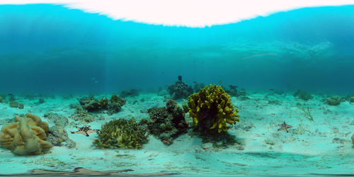 View of coral swimming in sea