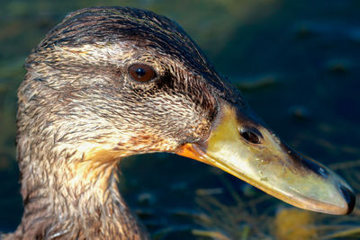 Close-up of mallard duck