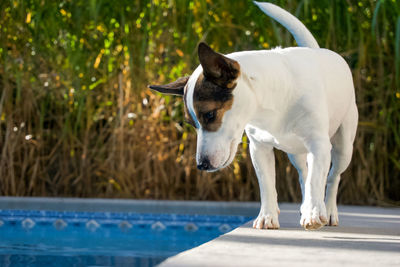 Jack russell terrier dog walking along the edge of a backyard swimming pool inspecting the water